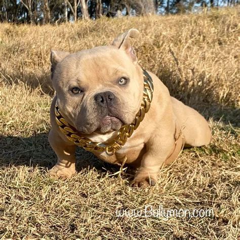 micro bully puppy for sale|micro bully breeder near me.